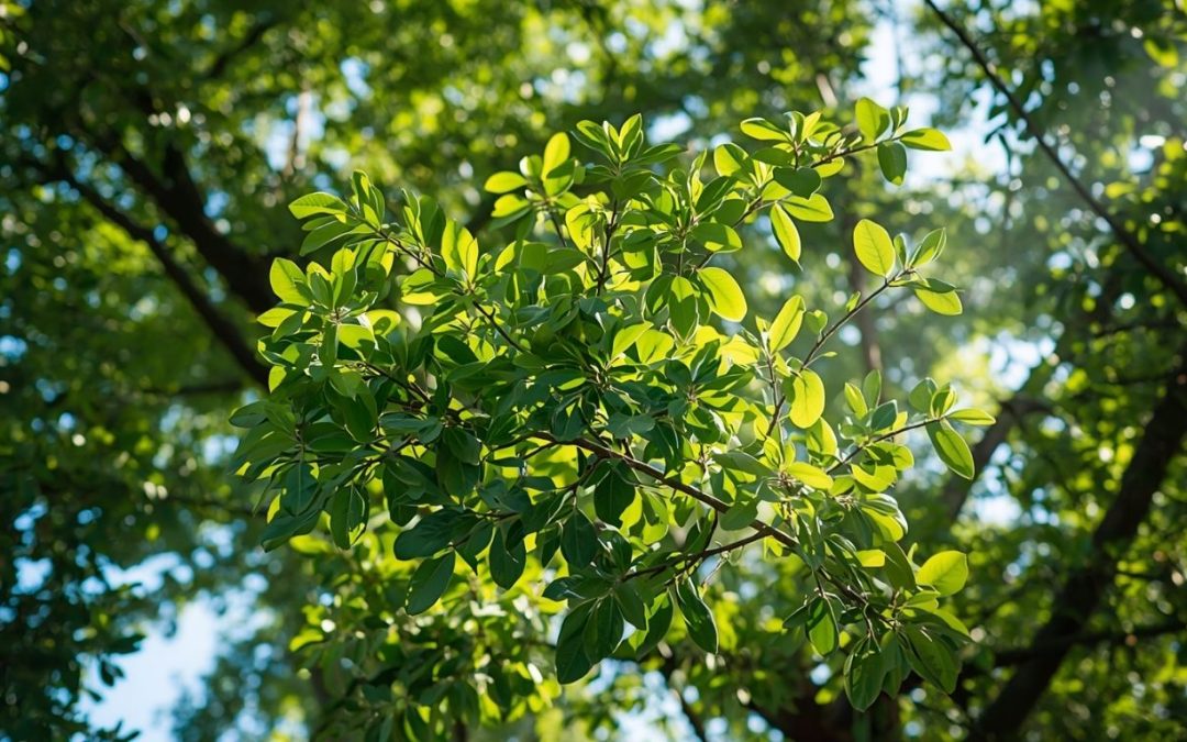 How Professional Tree Trimming Prevents Property Damage