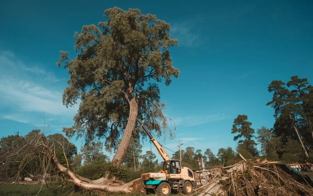 What to Expect From Professional Tree Removal in Dade City